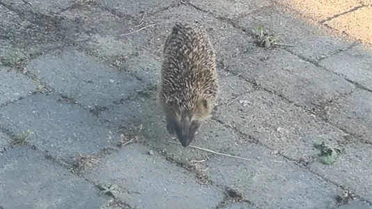 Lejligheder i Næstved - billede 6