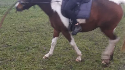bo på hestefarm